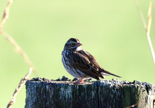 Savannah Sparrow