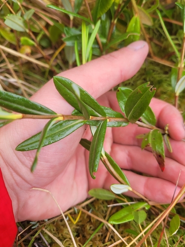 Swamp Laurel