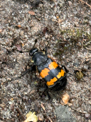 Tomentose Burying Beetle