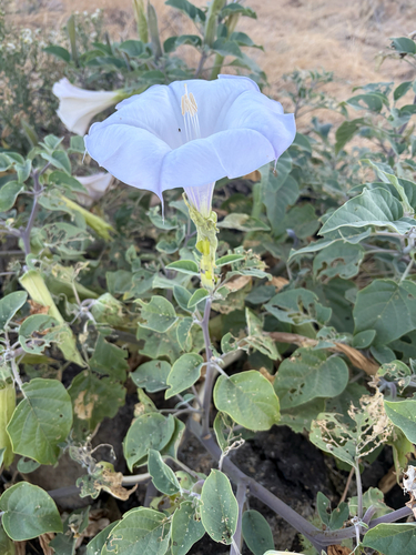 Sacred Datura