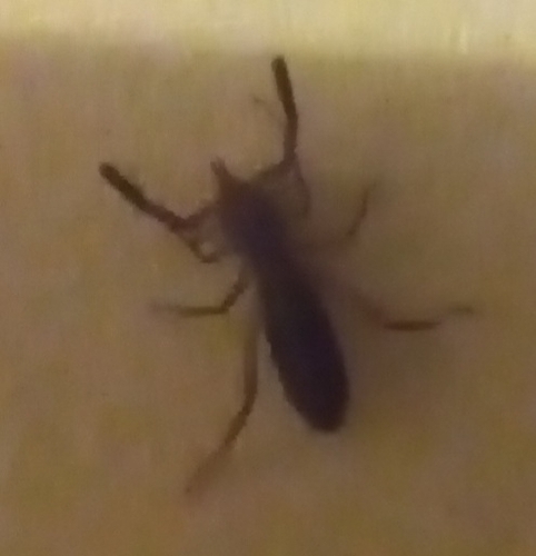 Iberian Solifugid