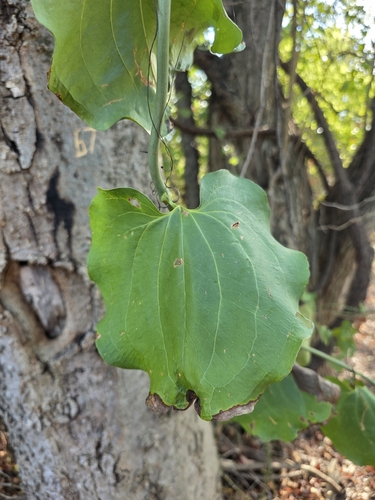 bristly greenbrier
