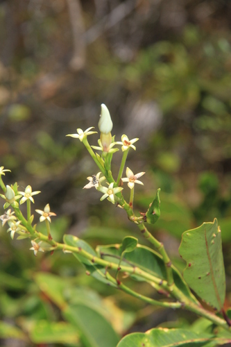Cerberiopsis obtusifolia observed 2026-09-10