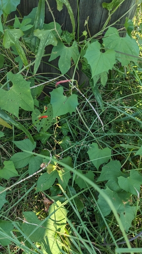 Ipomoea hederifolia, photograph 3