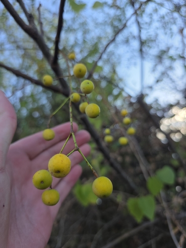 Chinaberry