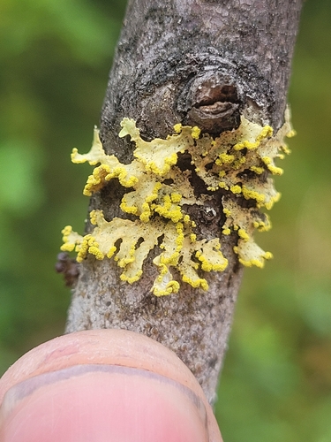 Powdered Sunshine Lichen