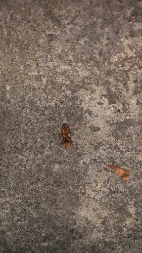 American Cockroach