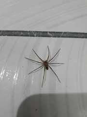 Loxosceles amazonica