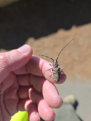 iNaturalist observation photo of Sawyer Beetles