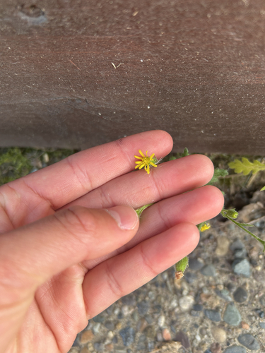 Sticky Groundsel
