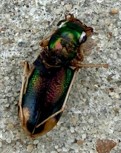 Carolina Metallic Tiger Beetle