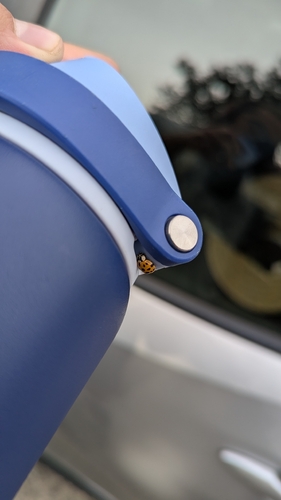 Asian Lady Beetle
