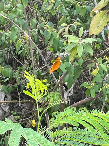 Hispaniolan Flame Butterfly