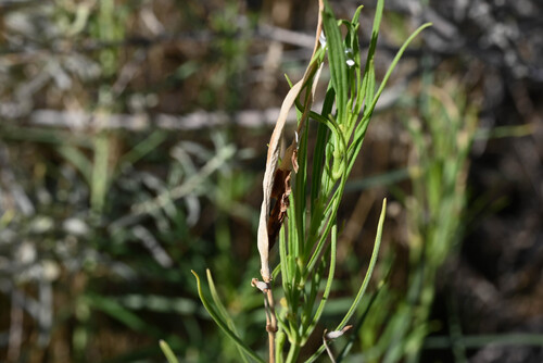 Asclepias subverticillata, photograph 3