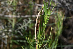Asclepias subverticillata, photograph (c) Anders Hastings, some rights reserved (CC BY)