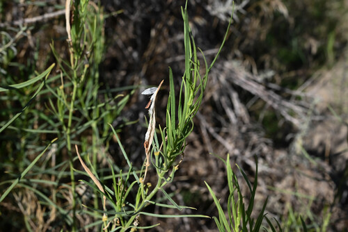 Asclepias subverticillata, photograph 2