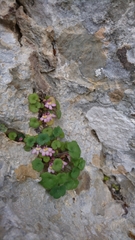 Cymbalaria microcalyx
