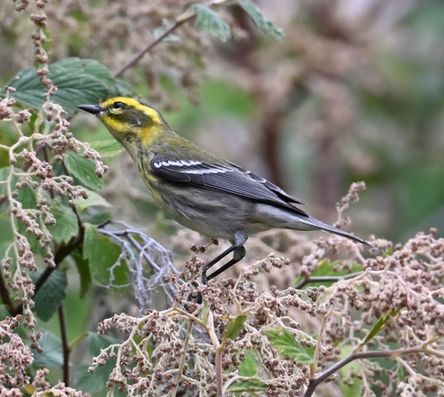 Townsend's Warbler