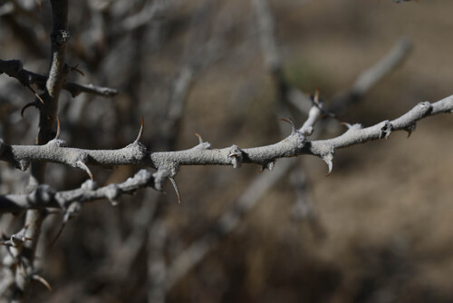 Tetradymia spinosa observed 2026-09-09