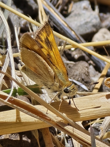 Woodland Skipper