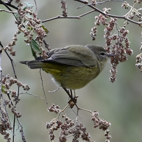 Orange-crowned Warbler