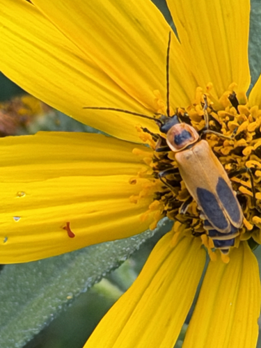 Goldenrod Soldier Beetle
