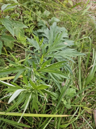 common mugwort