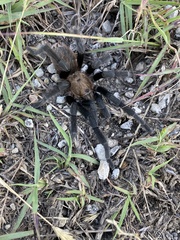 Aphonopelma anax