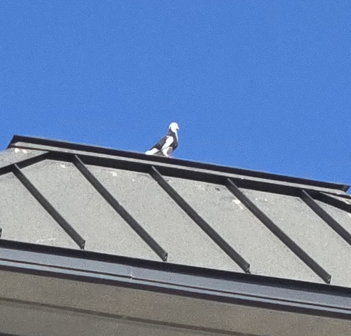Feral Pigeon
