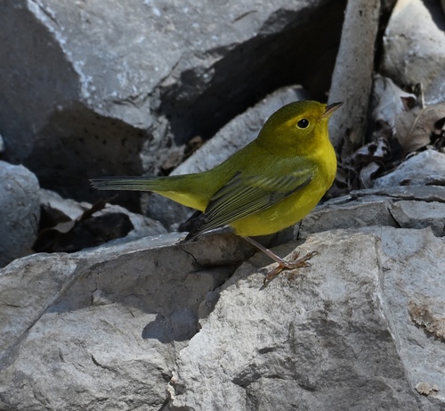 Wilson's Warbler