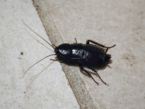 Oriental Cockroach