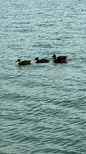 Mallard