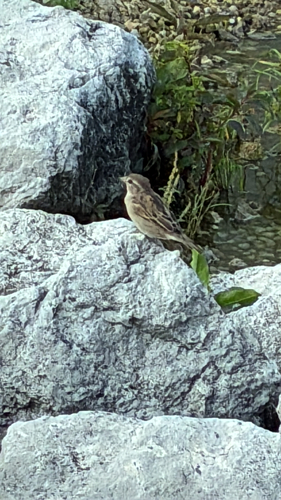 House Sparrow