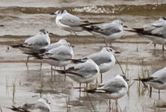 Leucophaeus pipixcan