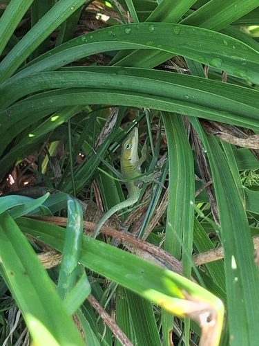 Green Anole