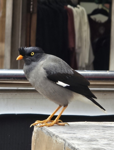 Jungle Myna