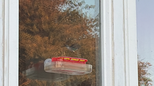 Ruby-throated Hummingbird