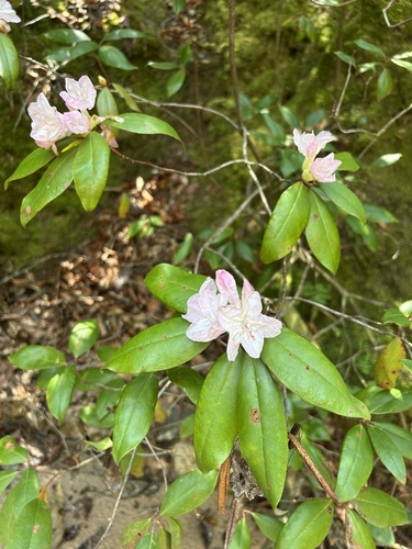 gorge rhododendron