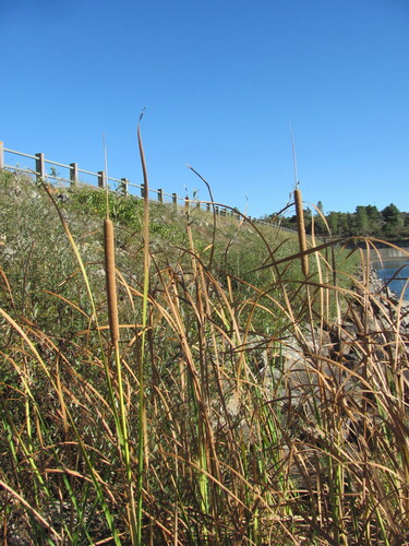 Typha domingensis, photograph 1
