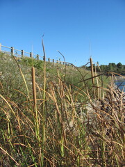 (c) zebedeugalinha, some rights reserved (CC BY) Typha domingensis, photograph (c) zebedeugalinha, some rights reserved (CC BY)