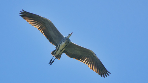 Grey Heron