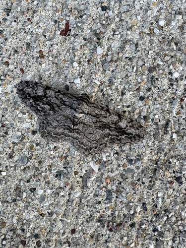 North American Common Gray