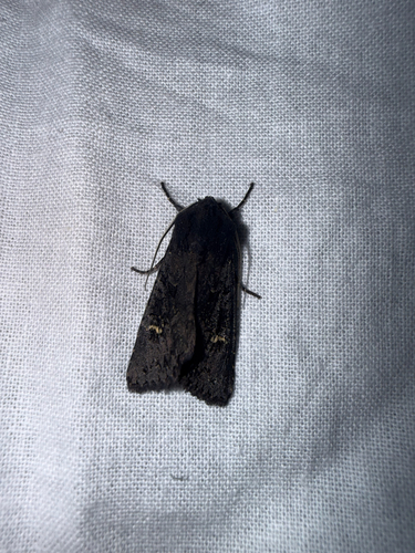 Black Rustic