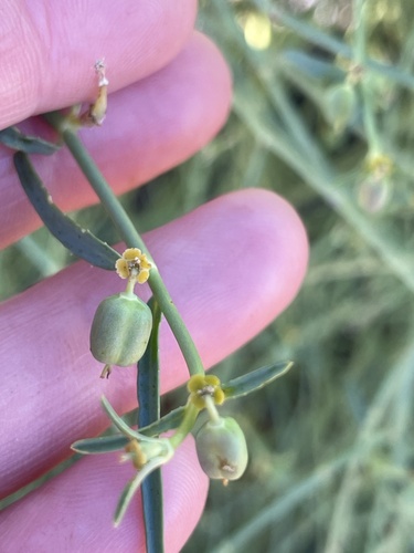 Euphorbia tannensis observed 2026-09-15