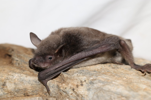 Myotis pilosus observed 2026-09-12