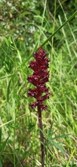 Orobanche foetida