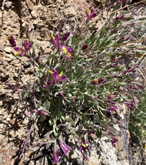 Rhinotropis subspinosa