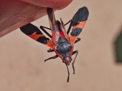 Large Milkweed Bug photographed in California