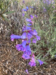 Penstemon laetus