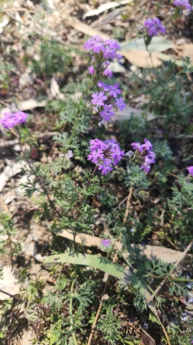 South American mock vervain